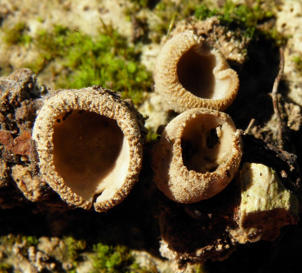 Tarzetta catinus / Pustularia catinus