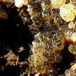 Ascobolus immersus
