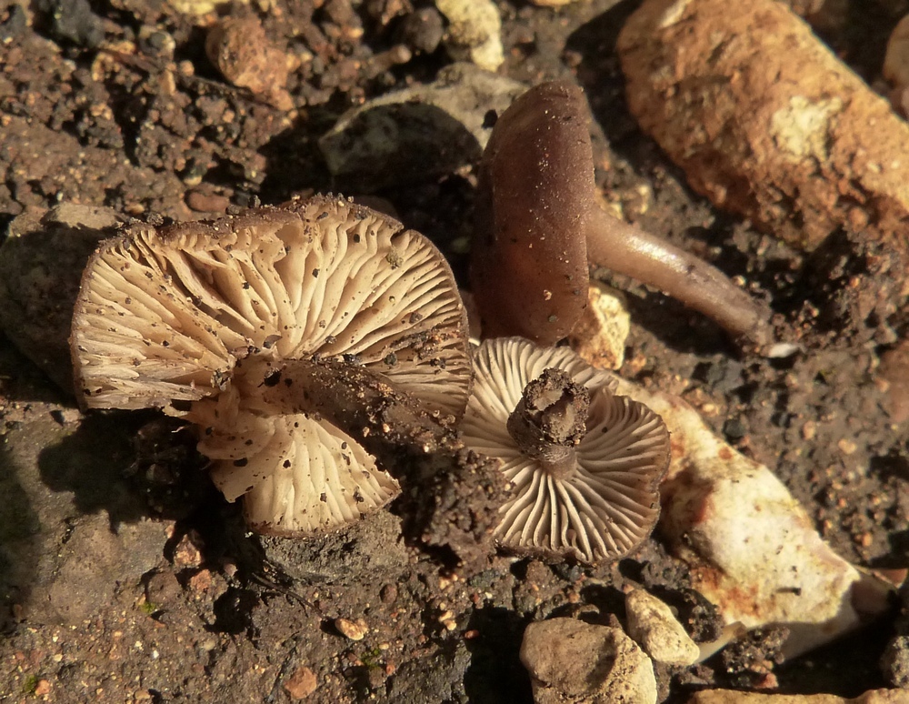 Tephrocybe carbonaria / anthracophila / Lyophyllum anthracophilum
