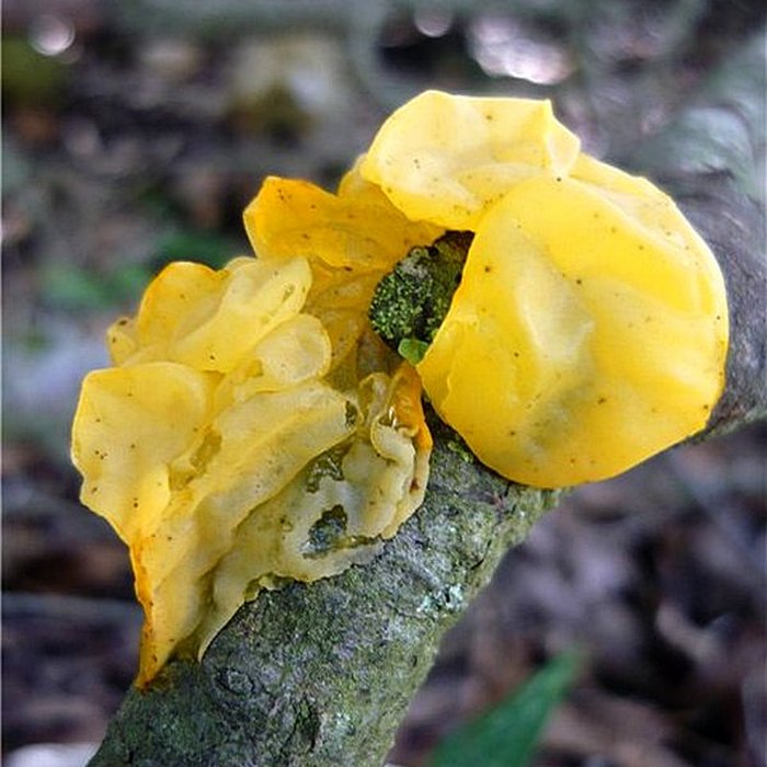 Tremella mesenterica