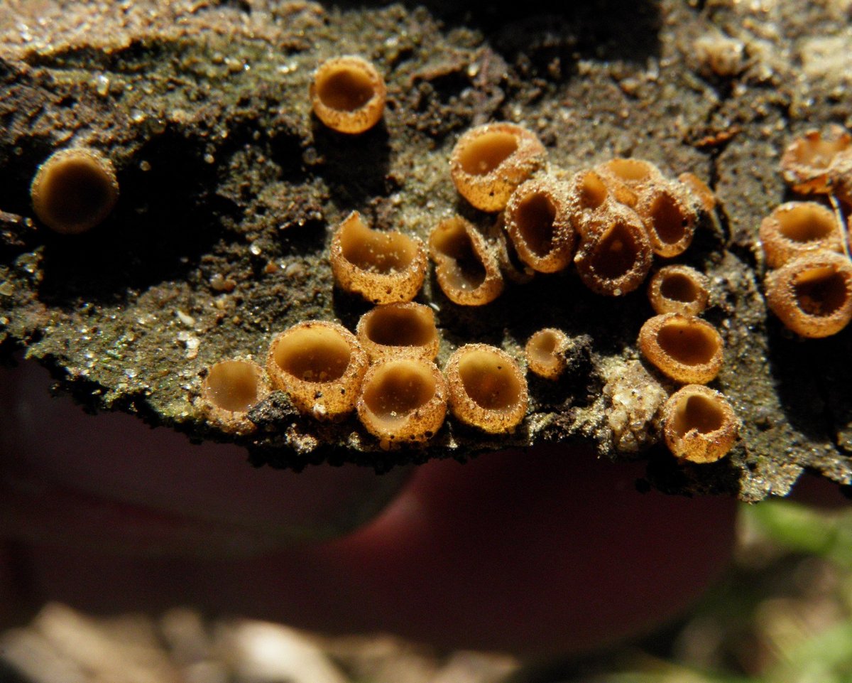Tricharina gilva