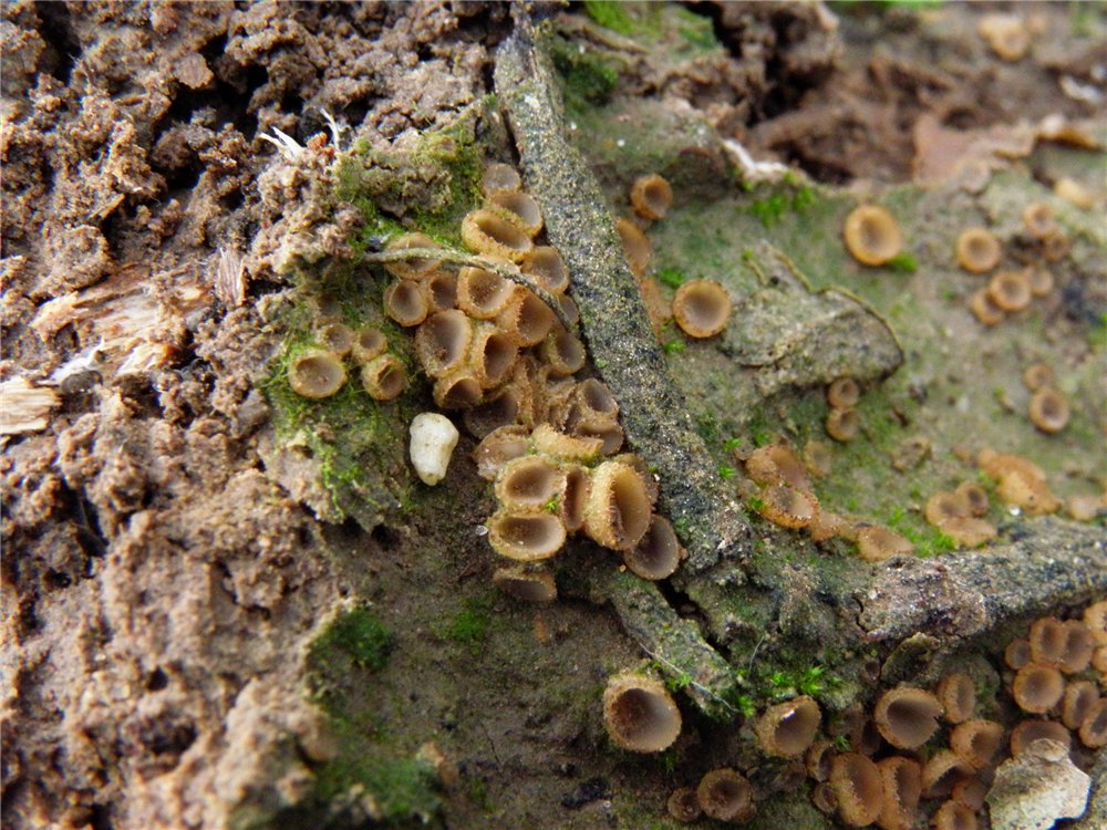 Tricharina praecox / Peziza praecox