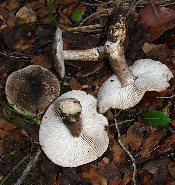 Tricholoma squarrulosum