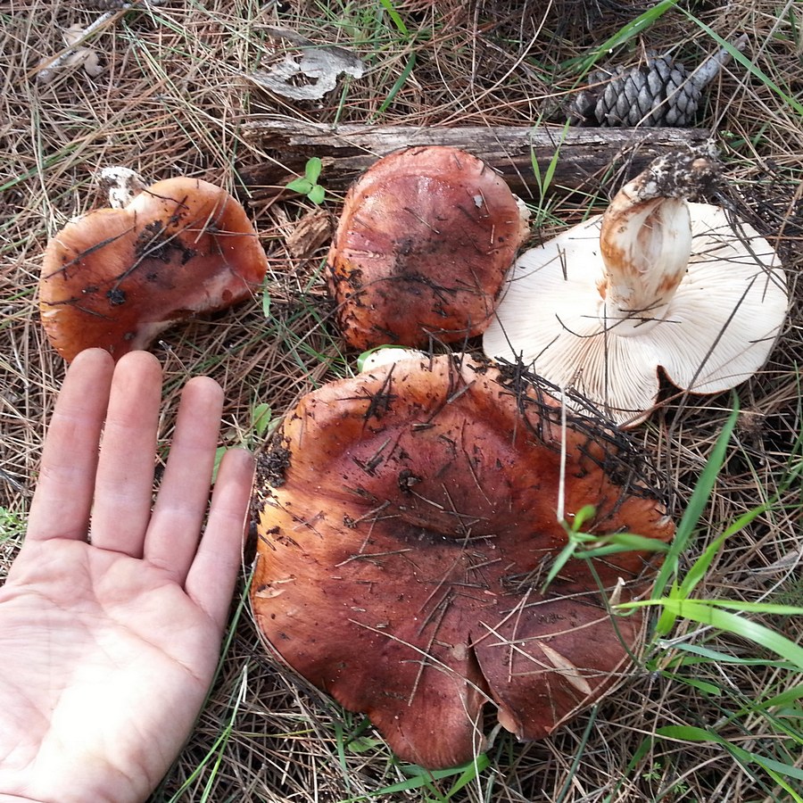 Tricholoma batschii