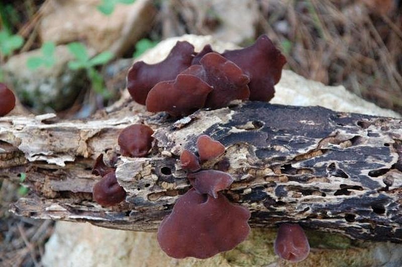 Auricularia auricula-judae