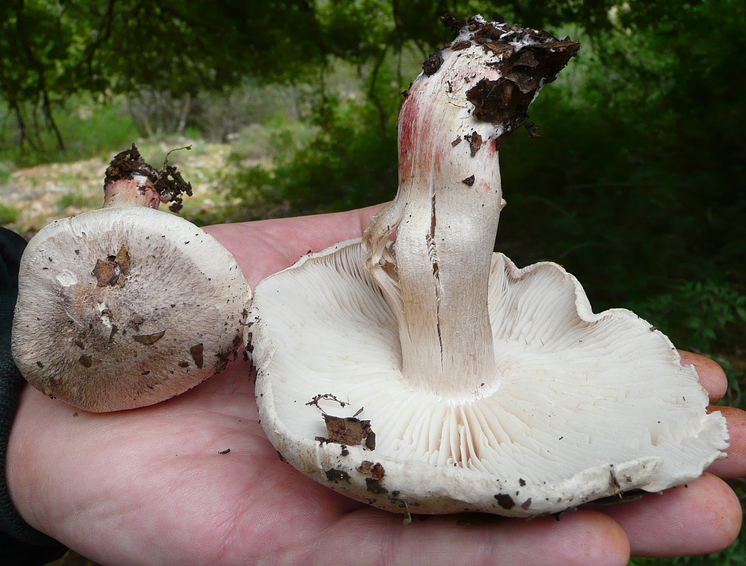 Tricholoma orirubens var. basirubens / T. basirubens