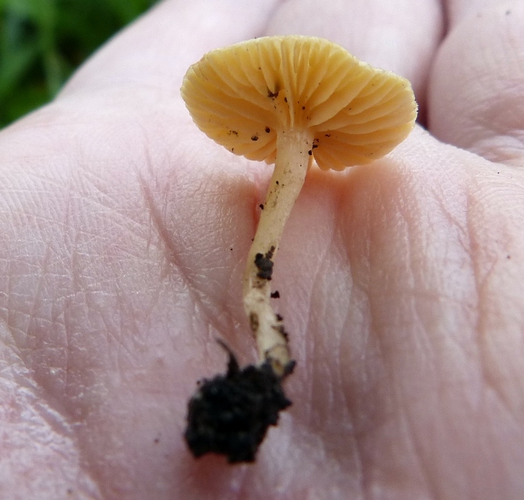 Tubaria autochthona / dispersa