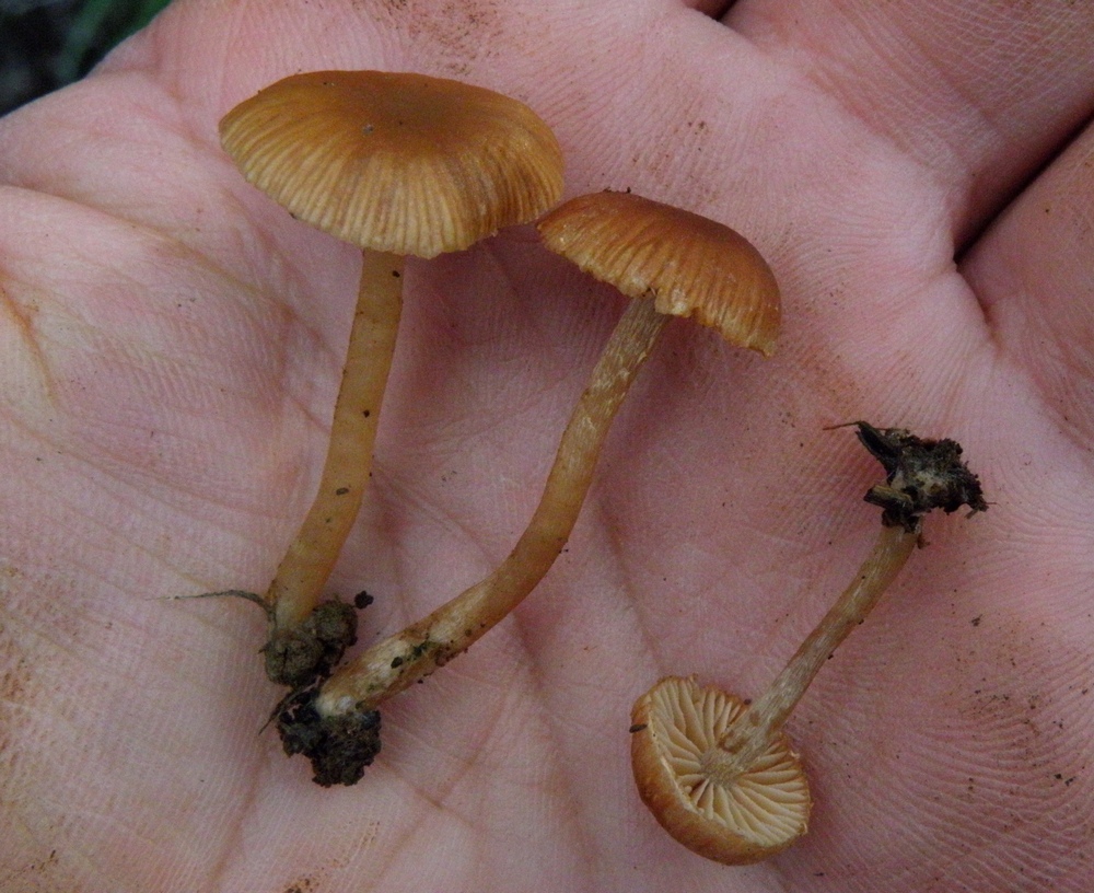 Tubaria pallidispora