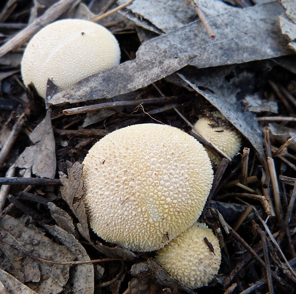 Lycoperdon pratense