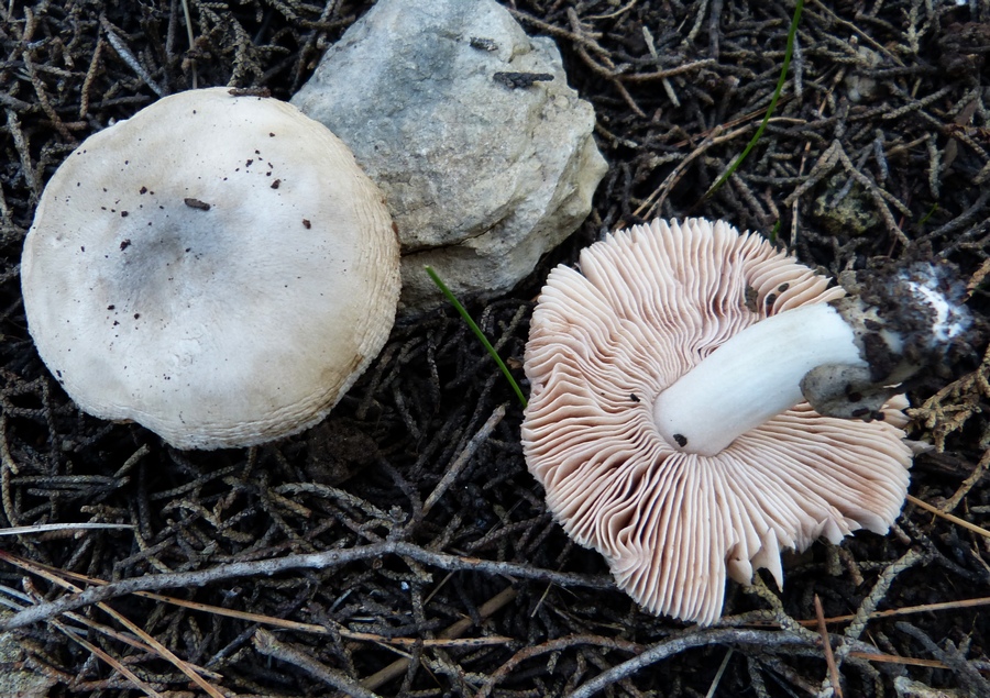 Volvariella murinella