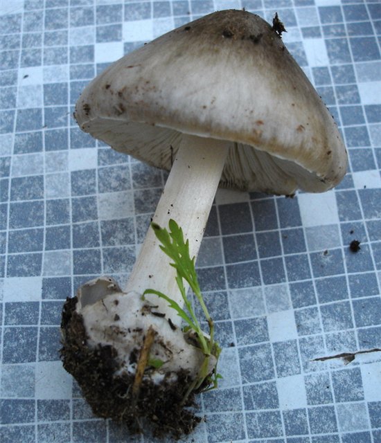 Volvopluteus gloiocephalus / Volvariella speciosa