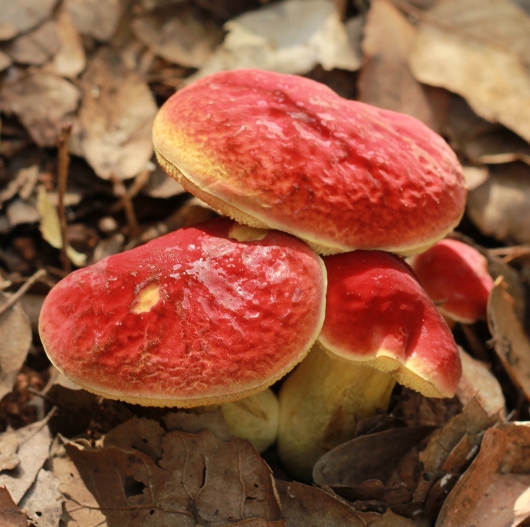 Hortiboletus hershenzoniae