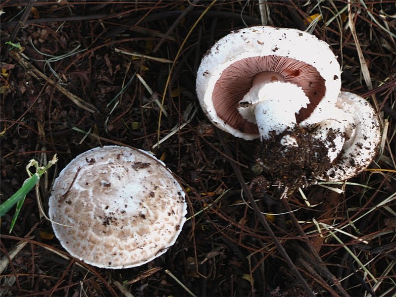 Agaricus bisporus