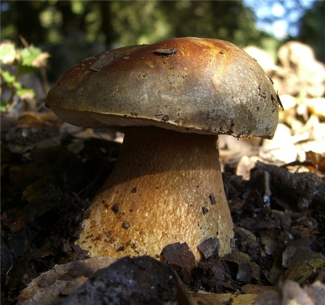 Boletus aereus