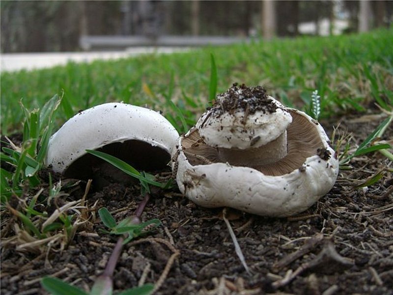 Agaricus bitorquis