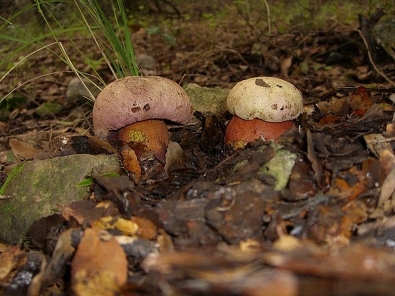 Rubroboletus legaliae