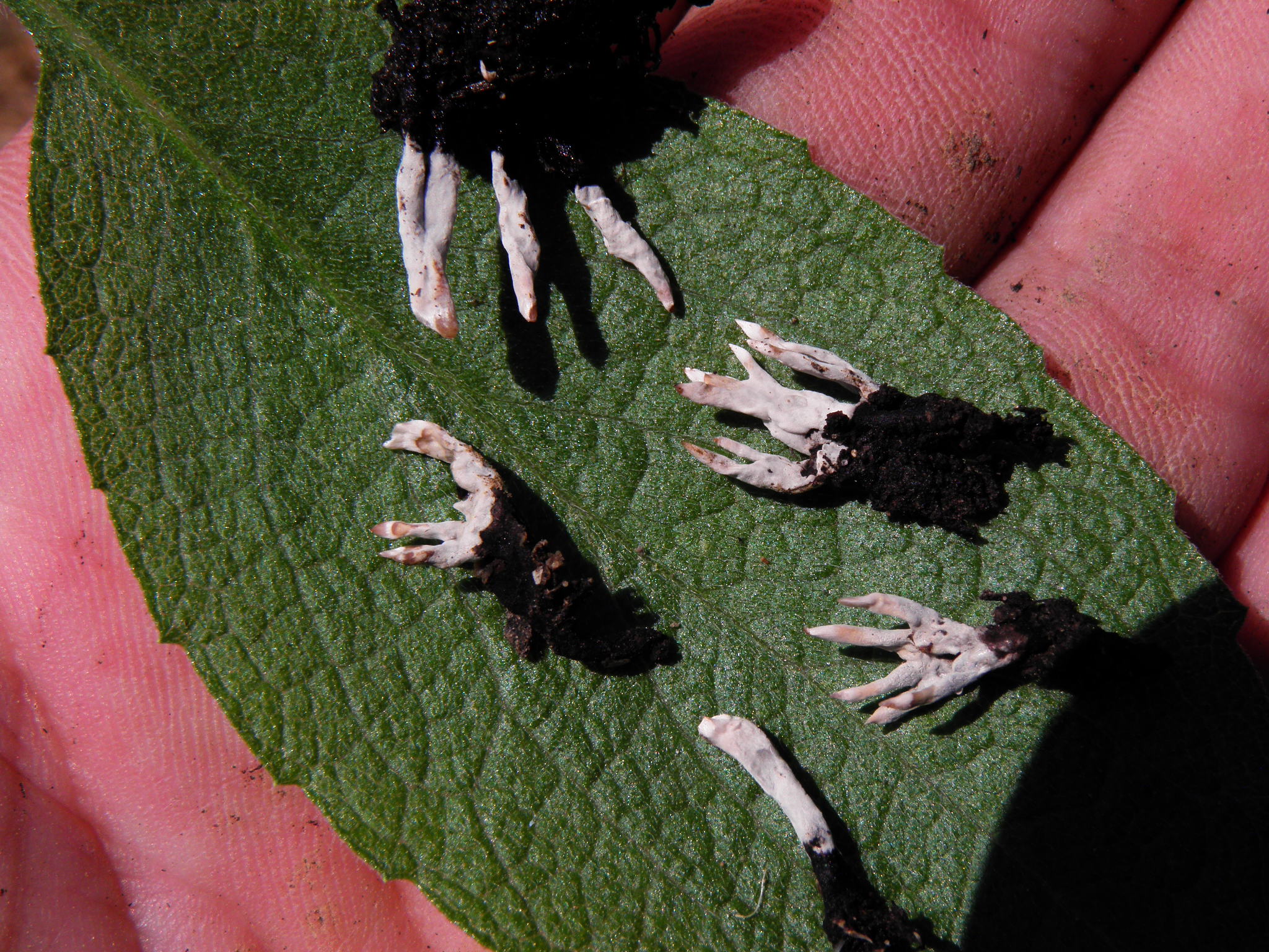 Xylaria putaminum