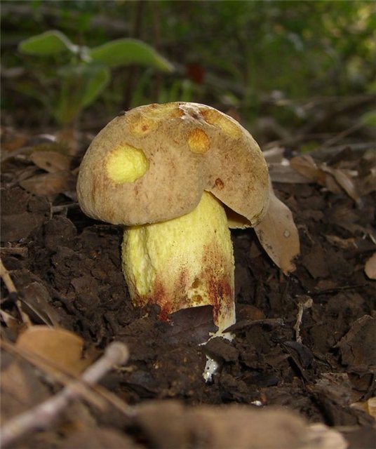 Hemileccinum impolitum