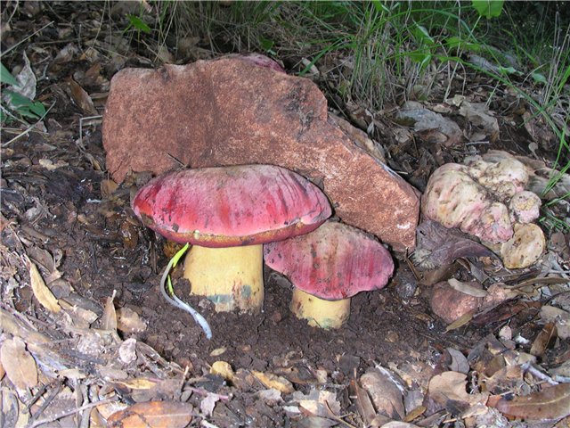 Rubroboletus lupinus