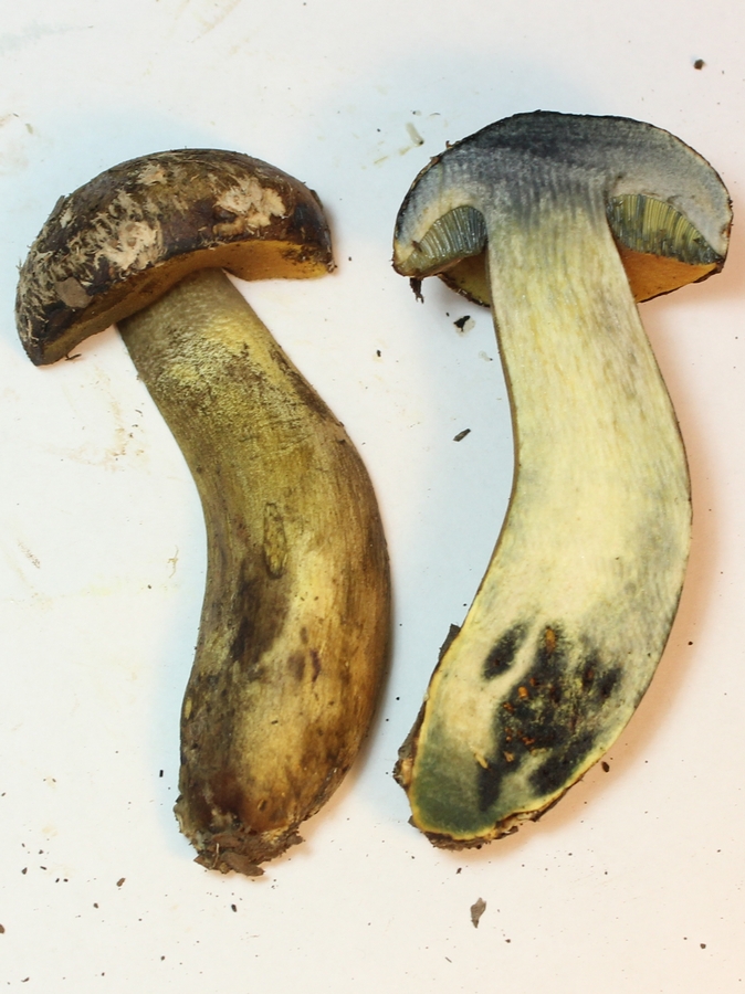 Boletus luridiformis var. discolor / B. discolor