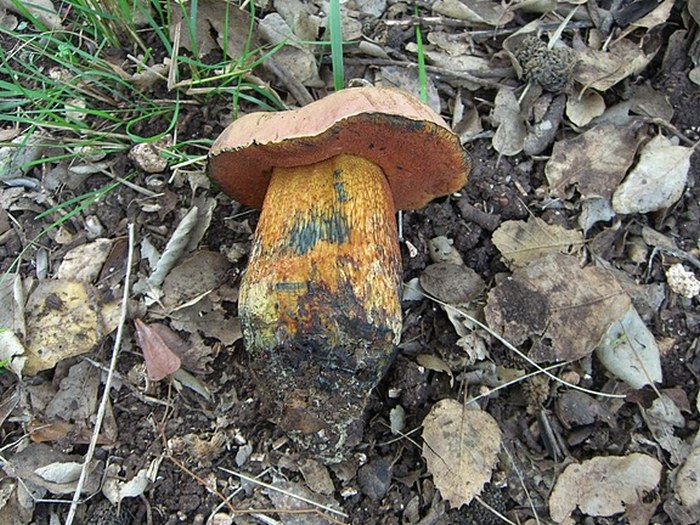 Boletus luridus var. rubriceps