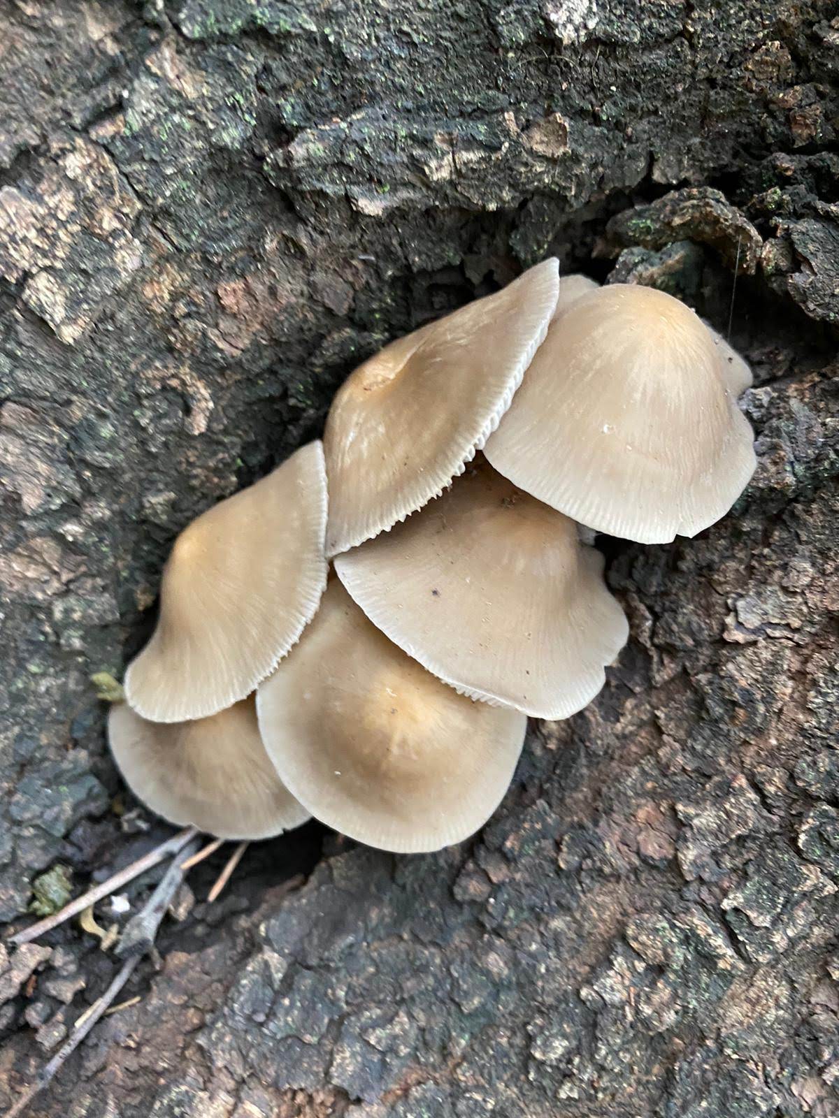 Mycena galericulata