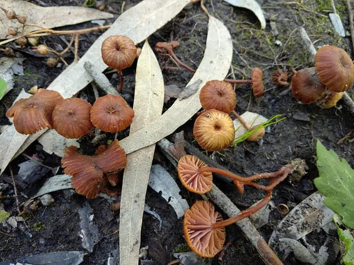 Laccaria fraterna