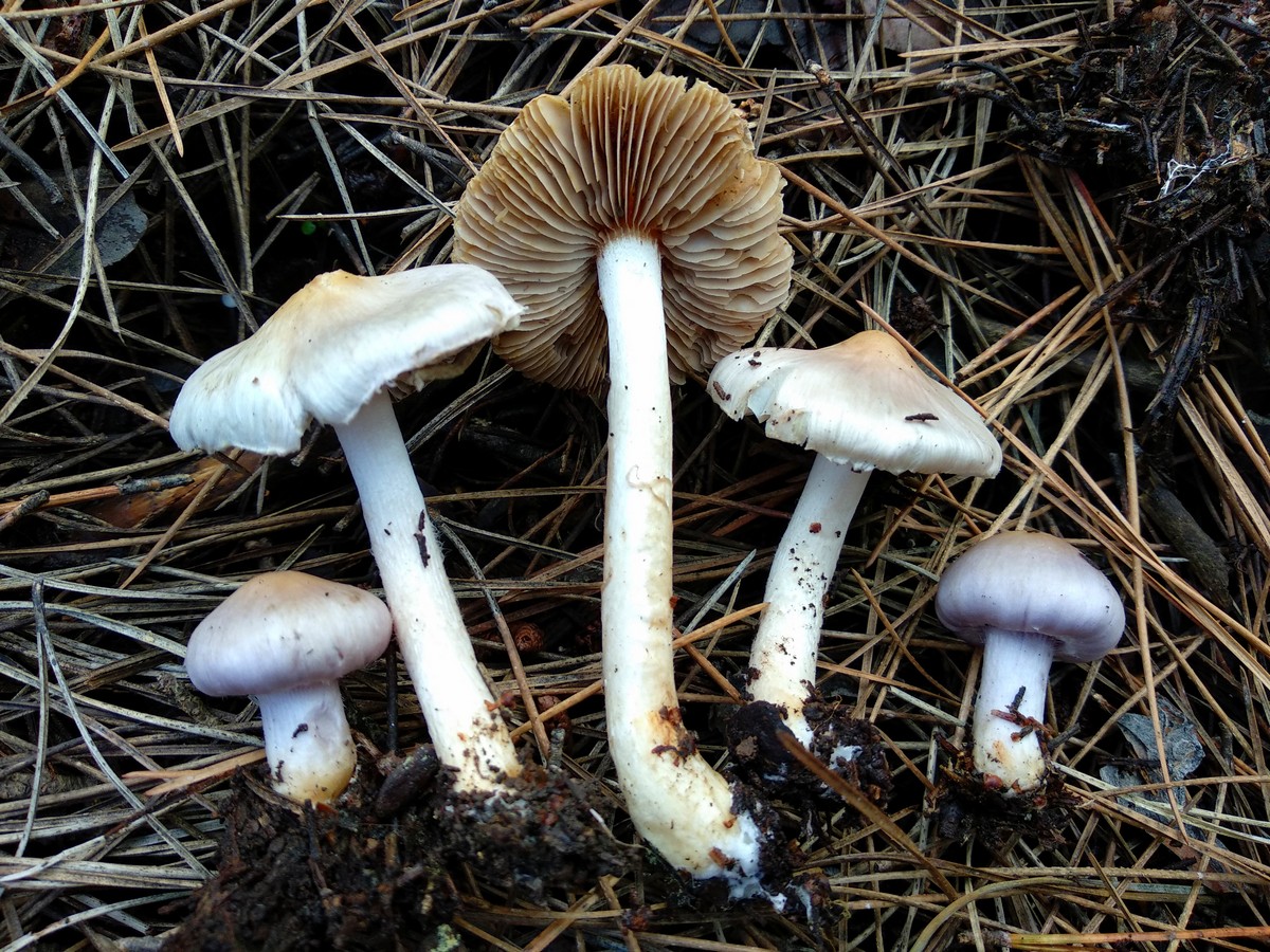 Inocybe geophylla var violacea / geophylla var. lilacina
