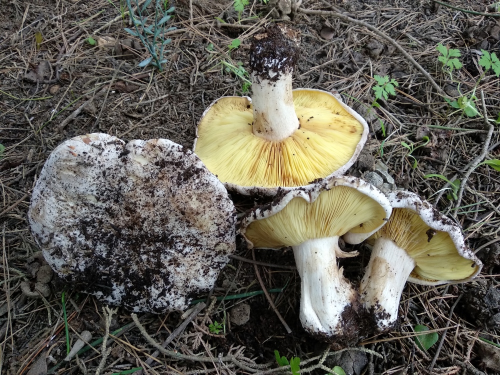 Lyophyllum hypoxanthum / Calocybe hypoxantha