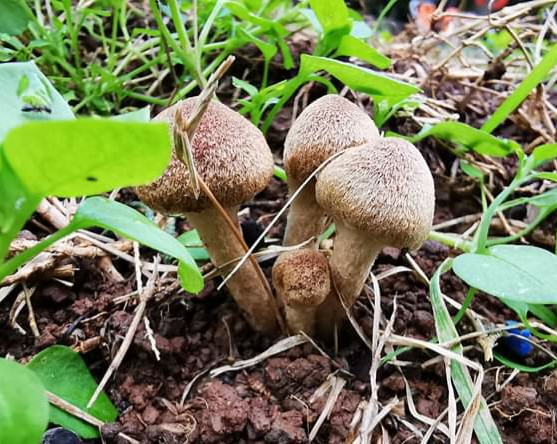 Lacrymaria lacrymabunda / Psathyrella velutina