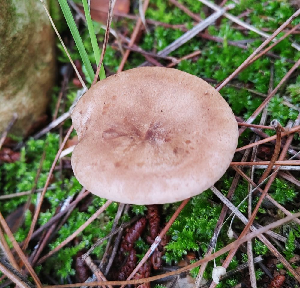Infundibulicybe alkaliviolascens