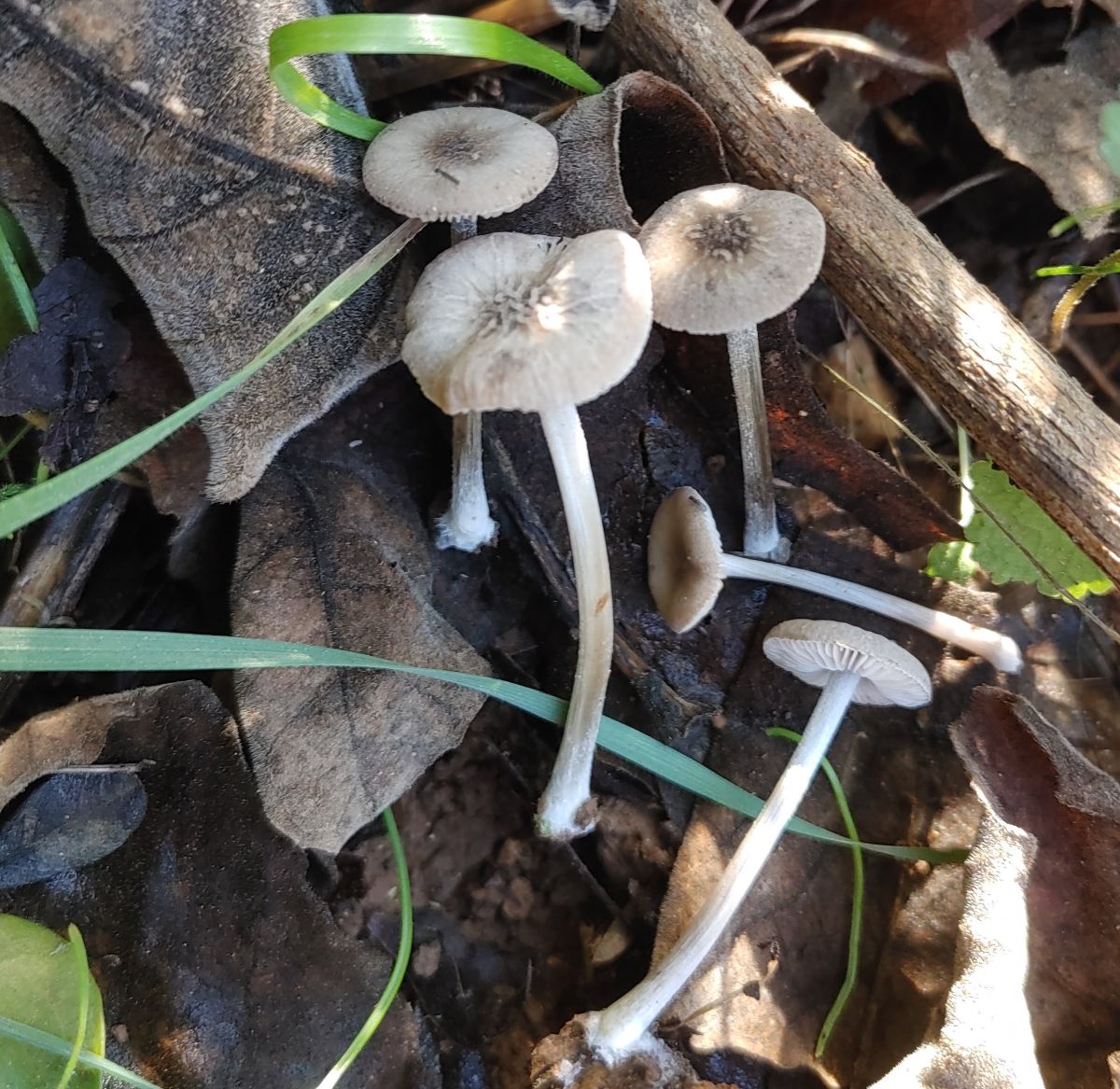 Pluteus thomsonii