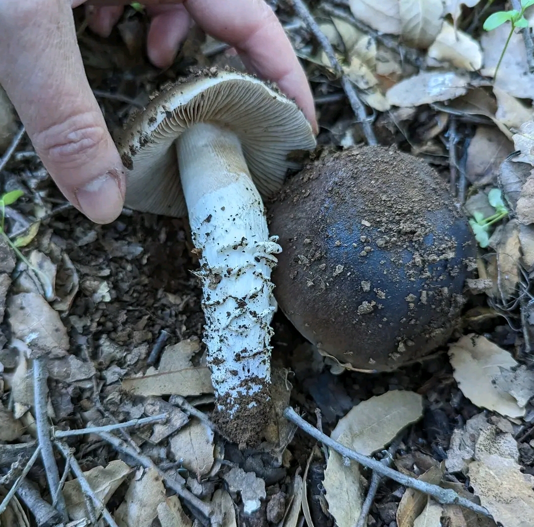 Cortinarius elatior