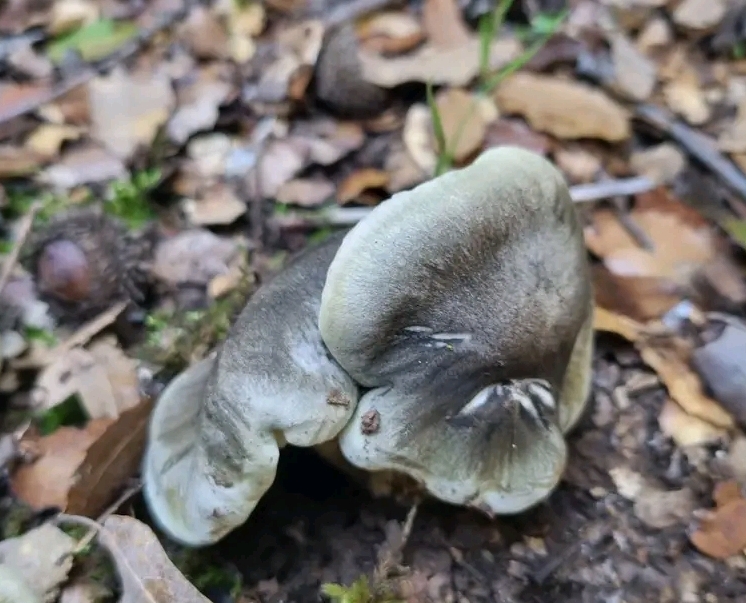 Tricholoma saponaceum