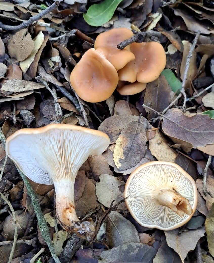 Paralepista flaccida
