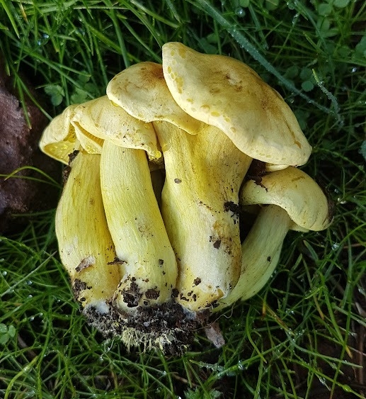 Tricholoma sulphureum