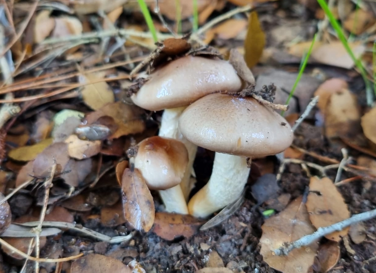 Hygrophorus roseodiscoideus