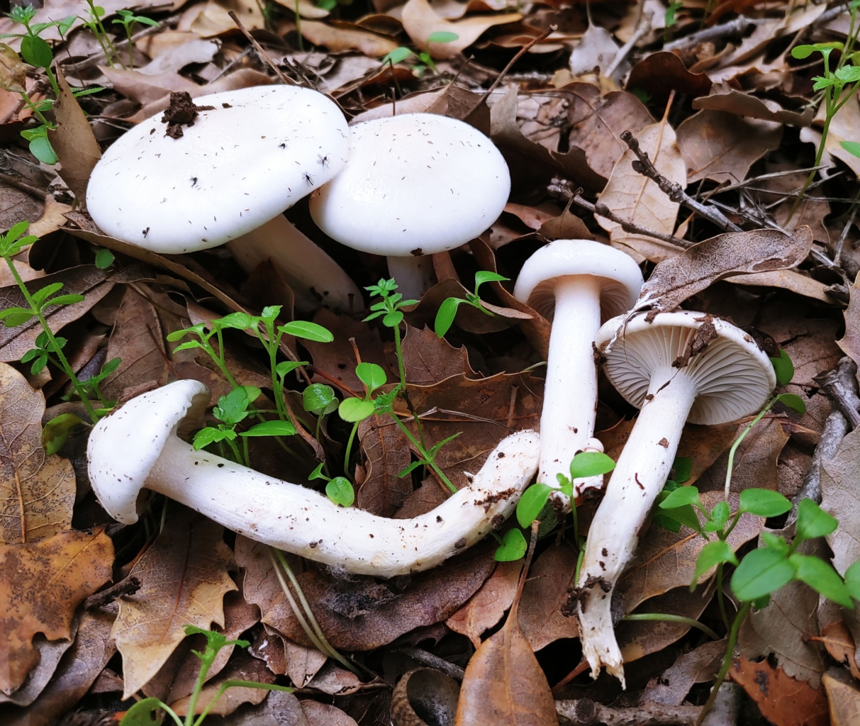 Hygrophorus eburneus