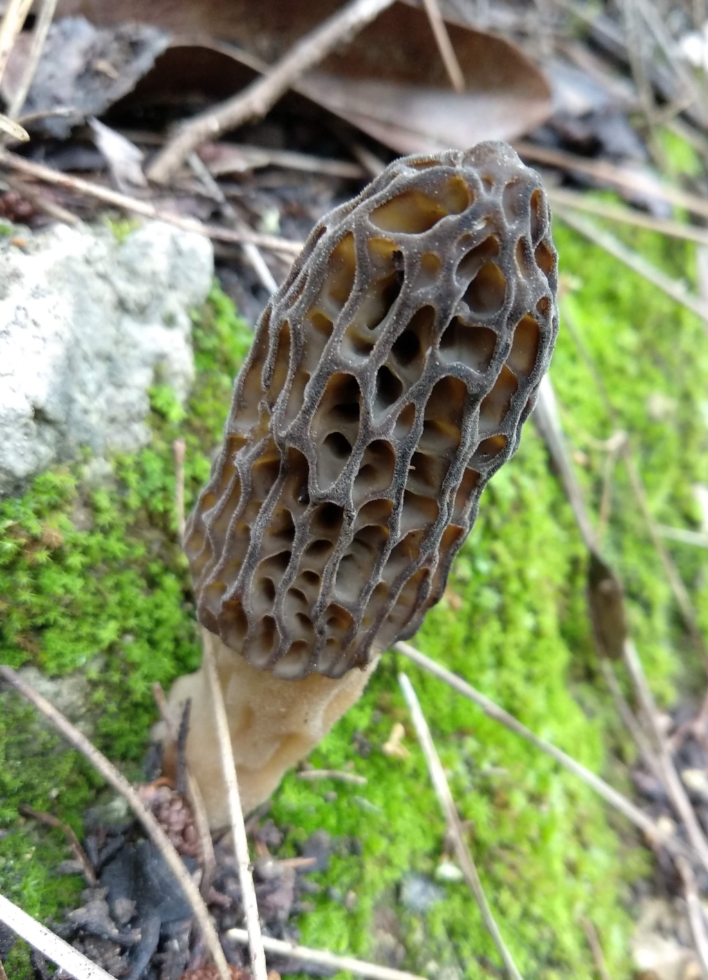Morchella dunalii