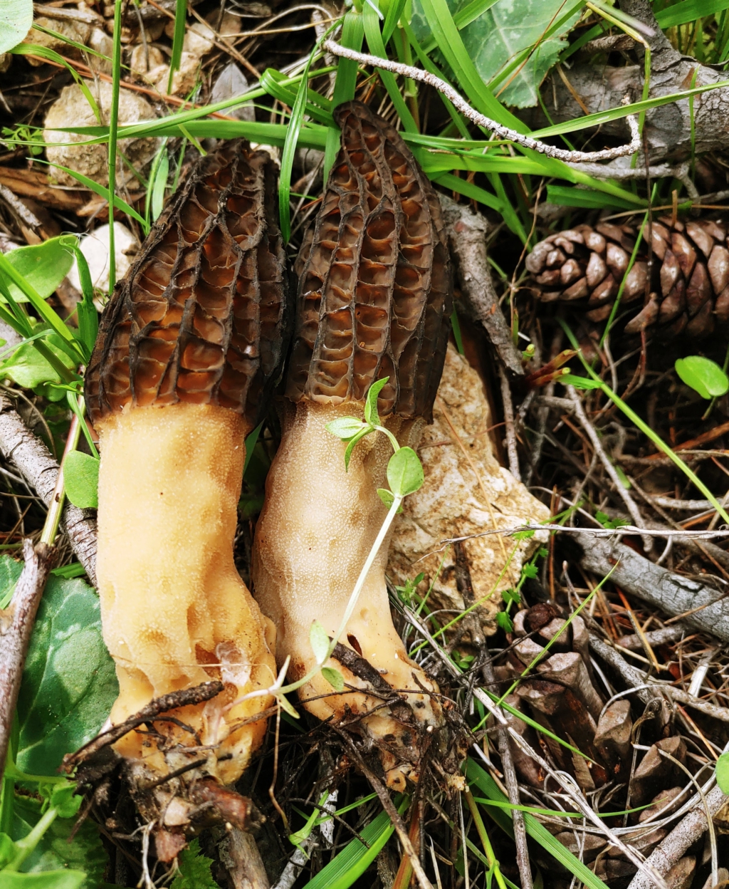 Morchella importuna