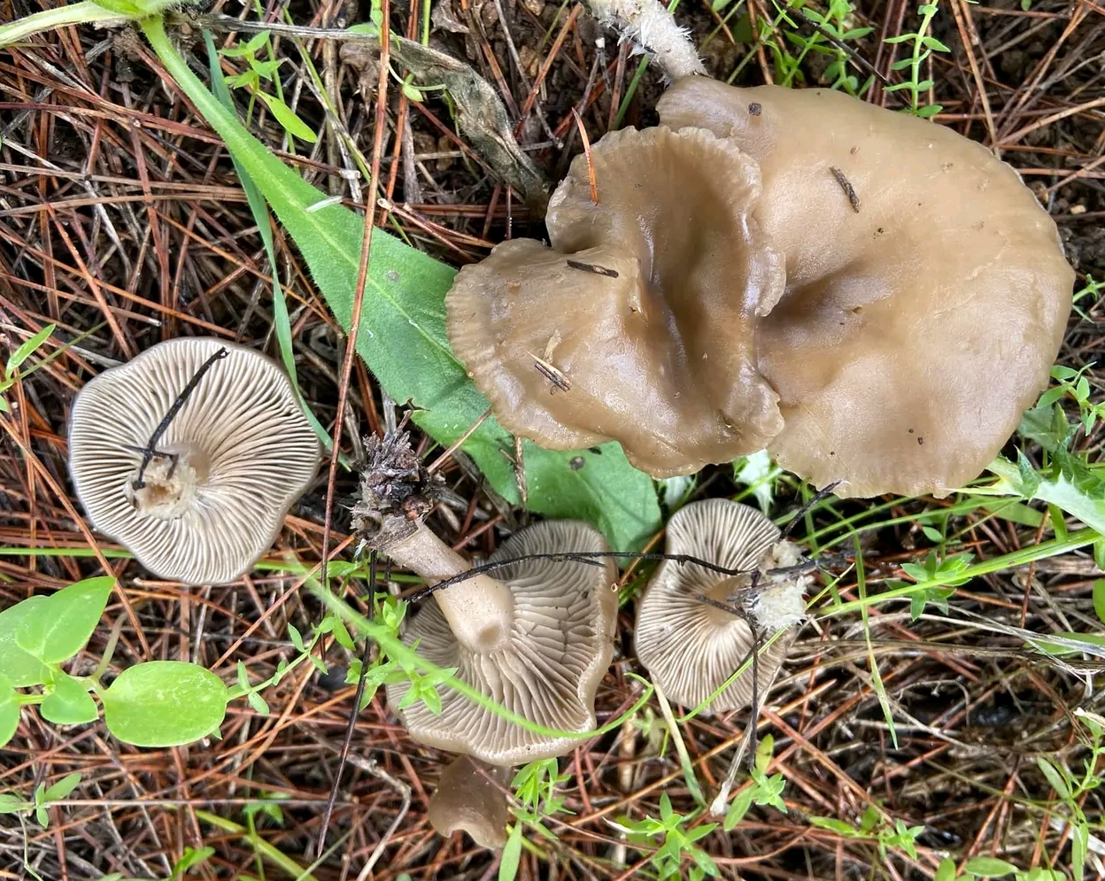 Clitocybe ditopa / ditopus