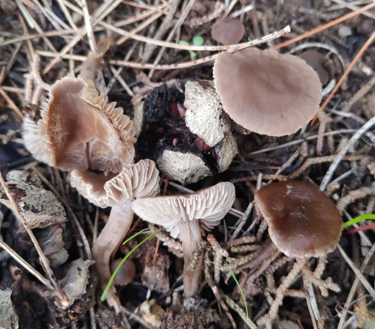 Dermoloma pusillum