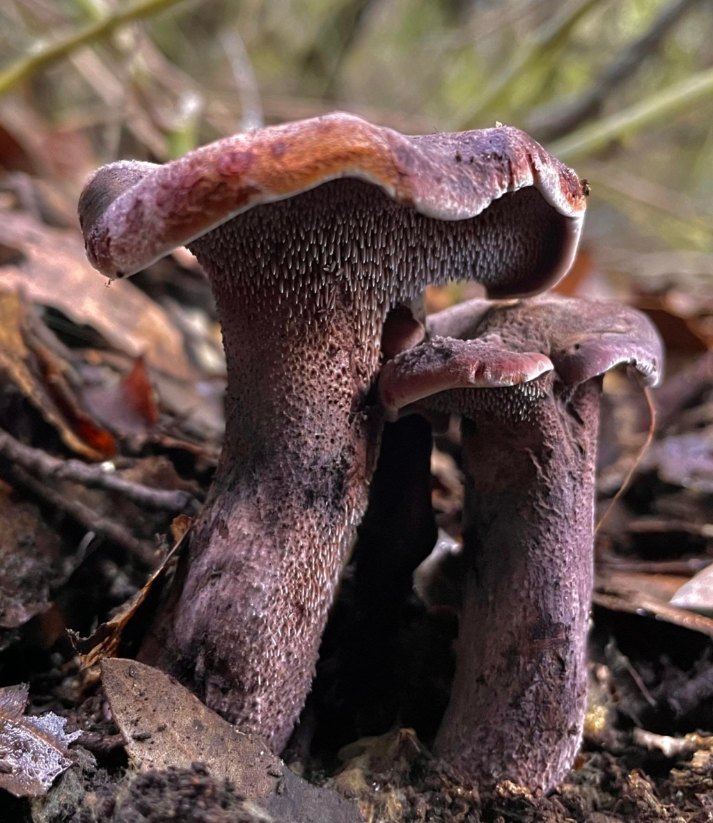 Hydnellum fuligineoviolaceum / Sarcodon fuligineoviolaceus