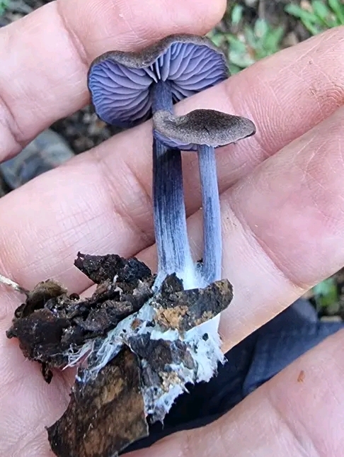 Entoloma sp 2, violet, subg Leptonia 