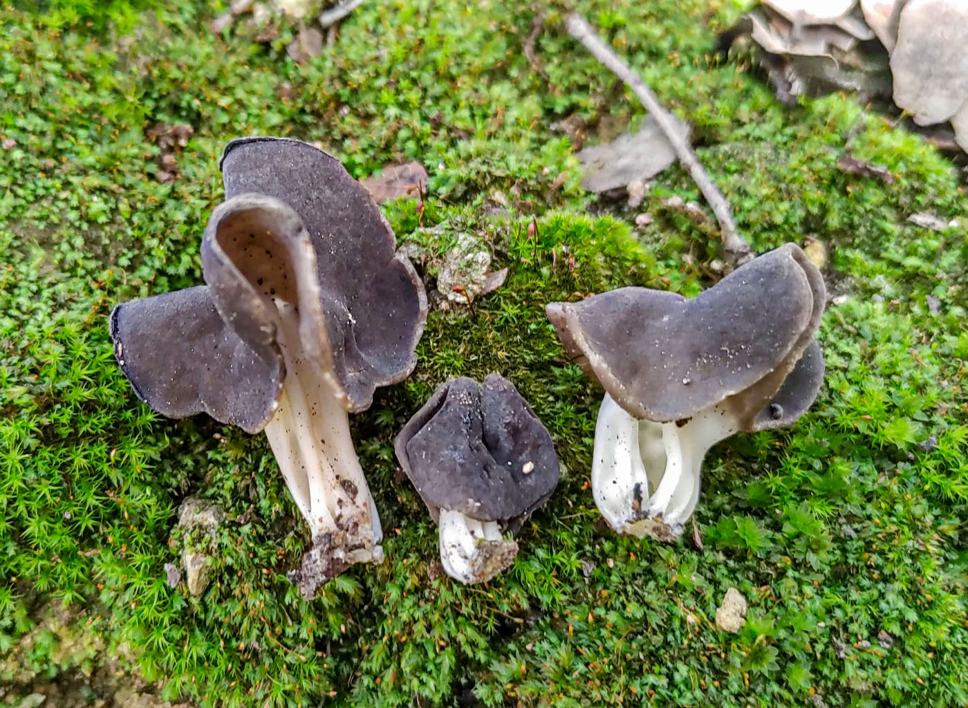 Helvella sp. 2 (Helvella fusca?)