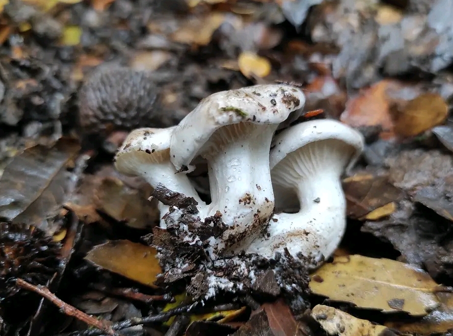 Clitopilus prunulus