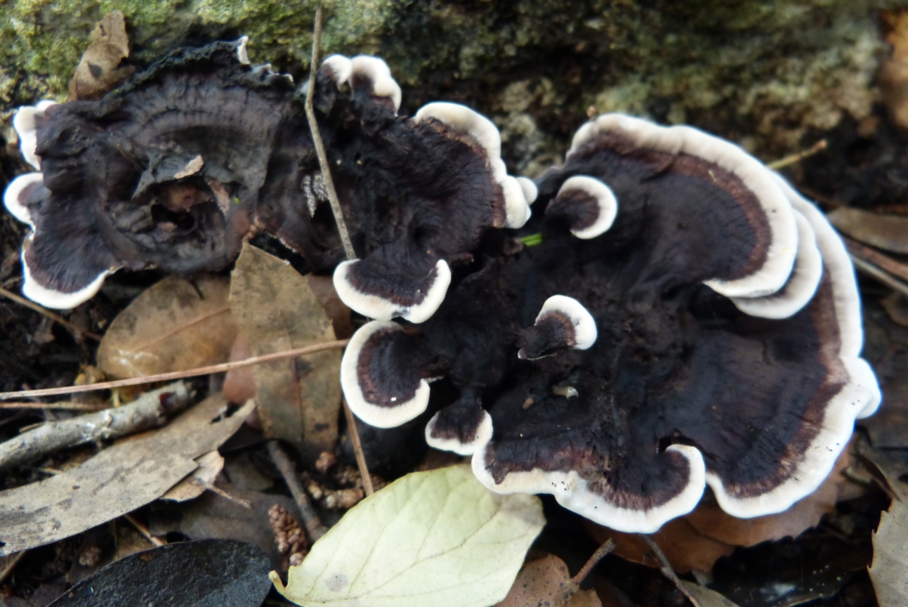 Phellodon niger / Hydnellum nigrum