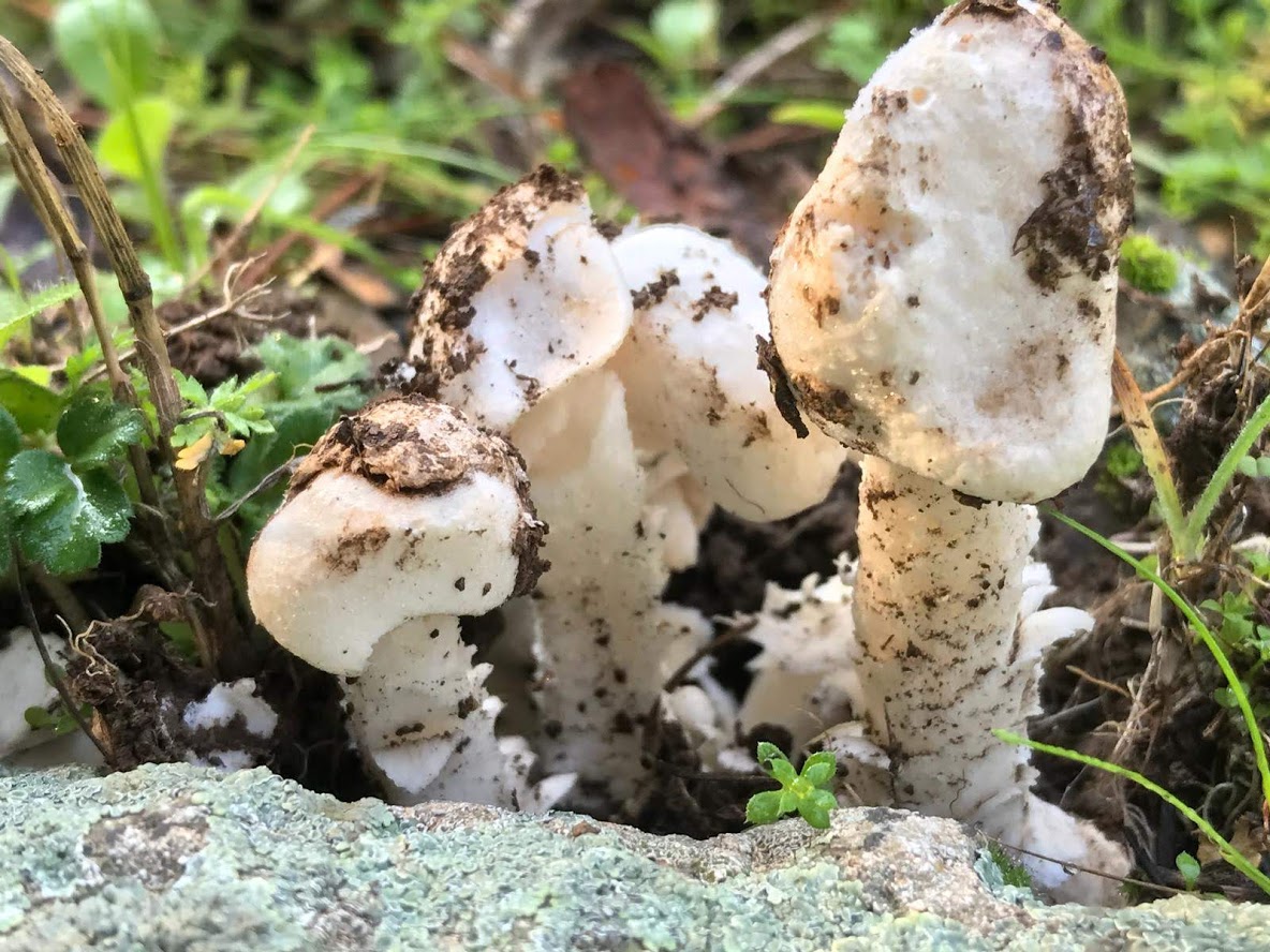 Amanita torrendii / Torrendia pulchella