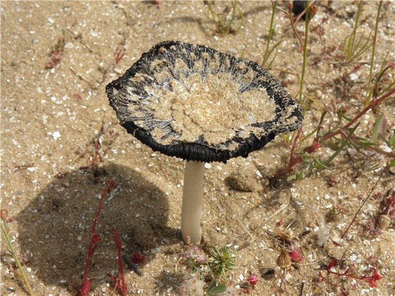 Coprinus xerophilus