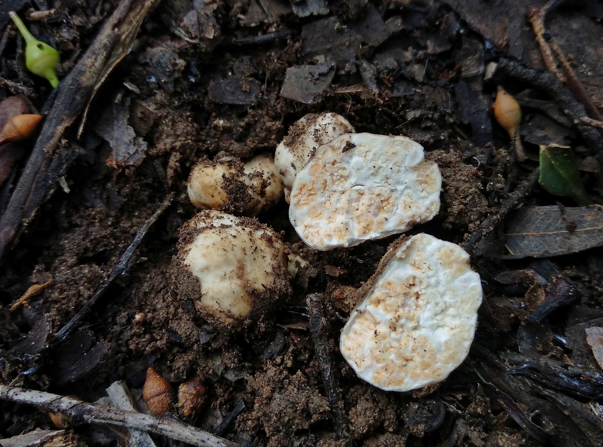 Reddellomyces donkii / Labyrinthomyces donkii